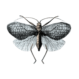 Winged Insect tshirt