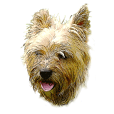 Cairn Terrier Orange