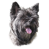 Cairn Terrier Black