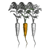 Carrots - Root Vegetables