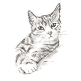 Kitten tshirt