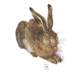 Durer - Young Hare