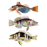 Fish - Exotic Tropical