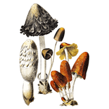 Fungi - Shaggy Cap Mushroms