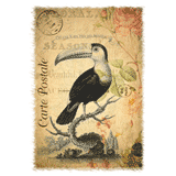 Toucan