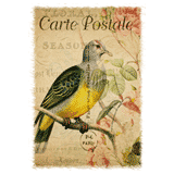 Pigeon