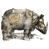 Rhinoceros - Durer
