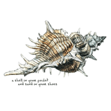 Sea Shell