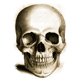 Skull Anatomical Drawing