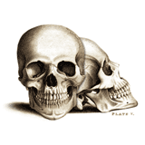 Skull - Anatomical Drawing